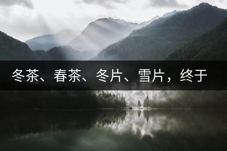 冬茶、春茶、冬片、雪片，終于分清楚了