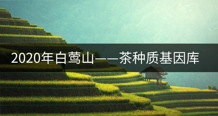 2020年白鶯山——茶種質(zhì)基因庫-易武中聘號(hào)