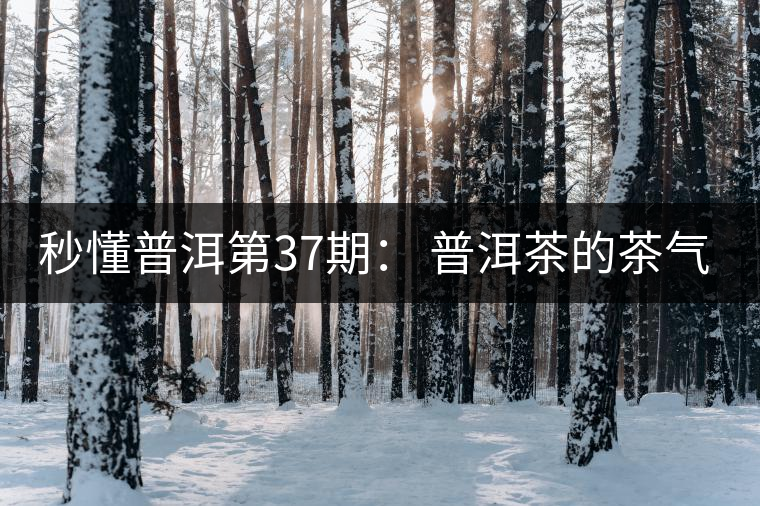 秒懂普洱第37期： 普洱茶的茶氣到底是什么？