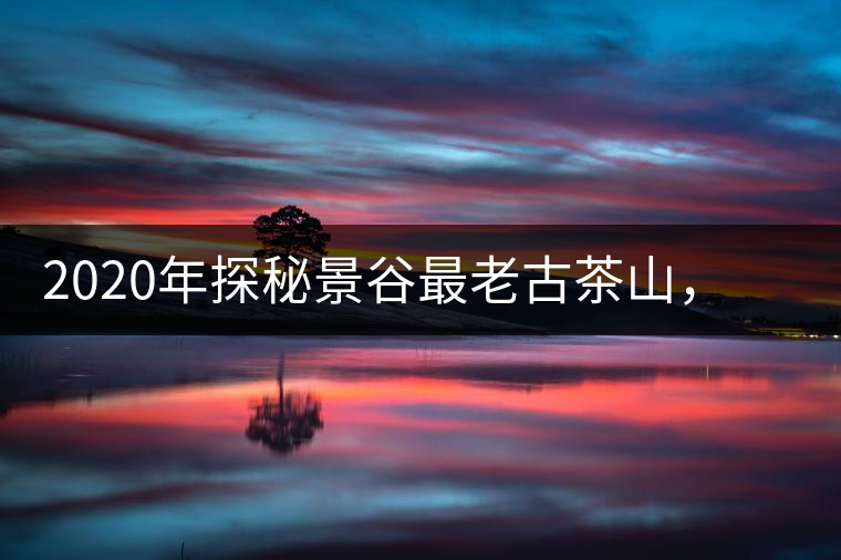 2020年探秘景谷最老古茶山，一個(gè)家族的興茶往事-易武中聘號(hào)