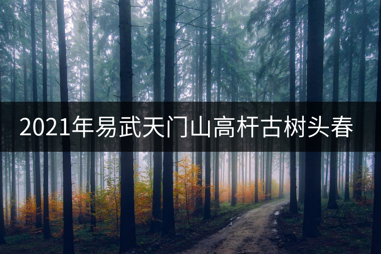 2021年易武天門山高桿古樹頭春多少錢一公斤？