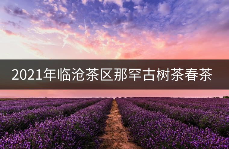 2021年臨滄茶區(qū)那罕古樹茶春茶多少錢一公斤？