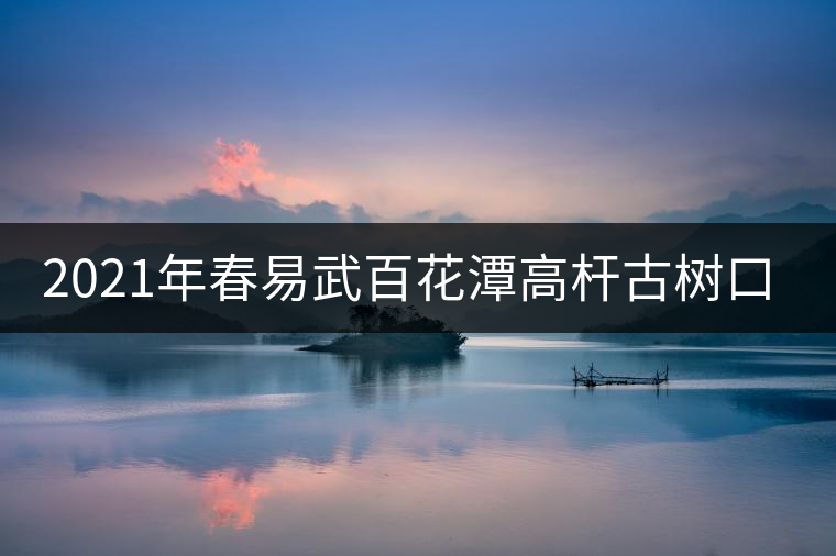 2021年春易武百花潭高桿古樹口感測評 2021年春易武百花潭高桿古樹口感測評