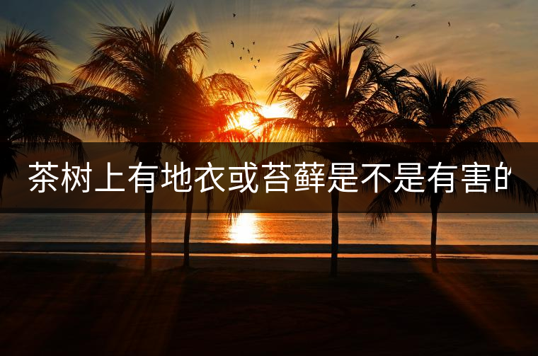 茶樹上有地衣或苔蘚是不是有害的？