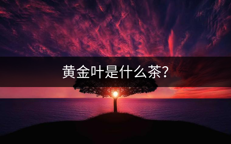 黃金葉是什么茶？