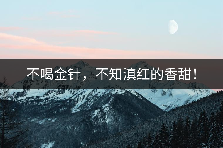 不喝金針，不知滇紅的香甜！