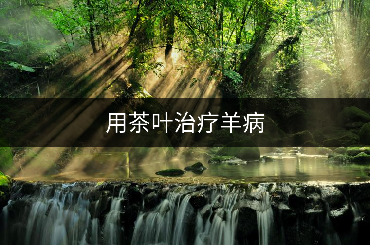 用茶葉治療羊病 用茶葉治療羊病