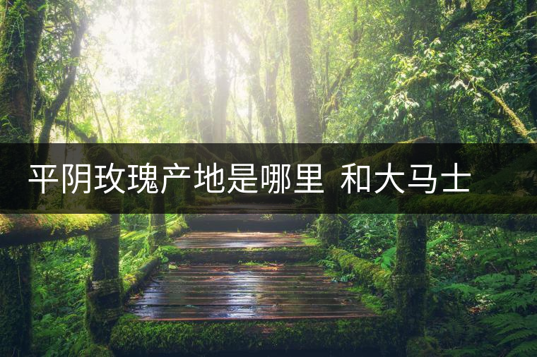 平陰玫瑰產(chǎn)地是哪里  和大馬士革玫瑰哪個(gè)好