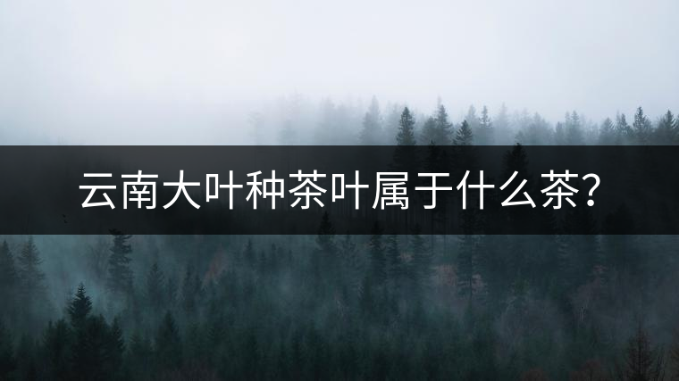 云南大葉種茶葉屬于什么茶？