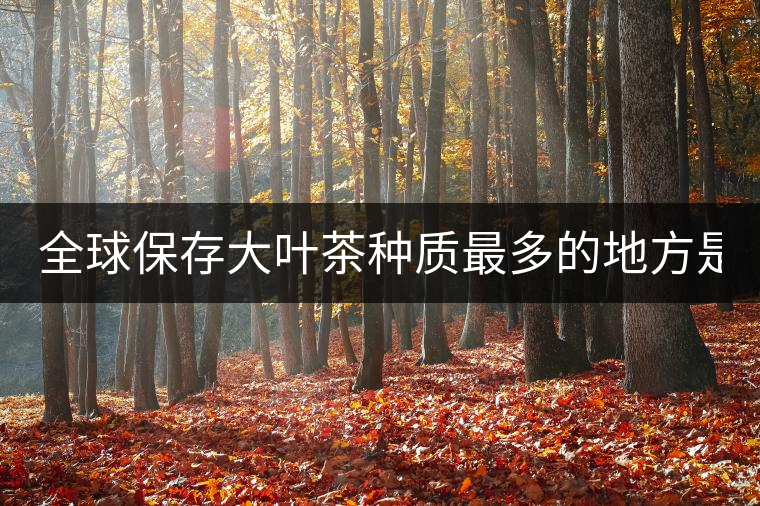 全球保存大葉茶種質(zhì)最多的地方是哪？