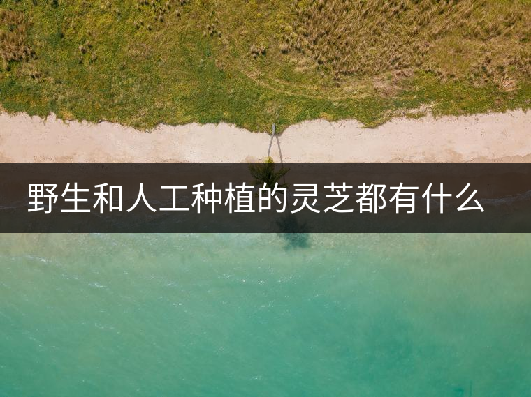 野生和人工種植的靈芝都有什么區(qū)別？