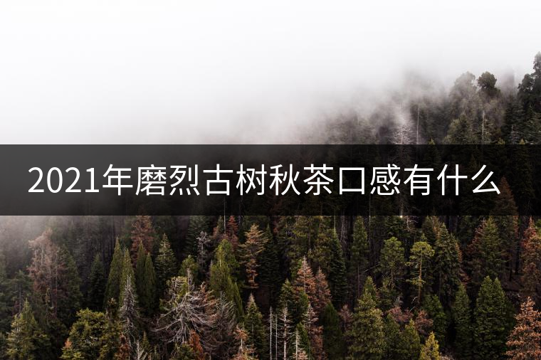 2021年磨烈古樹秋茶口感有什么特點？