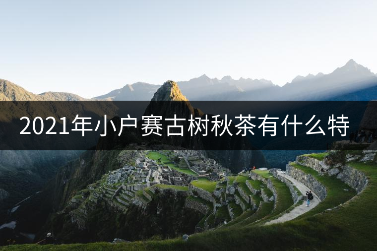 2021年小戶賽古樹秋茶有什么特點(diǎn)？