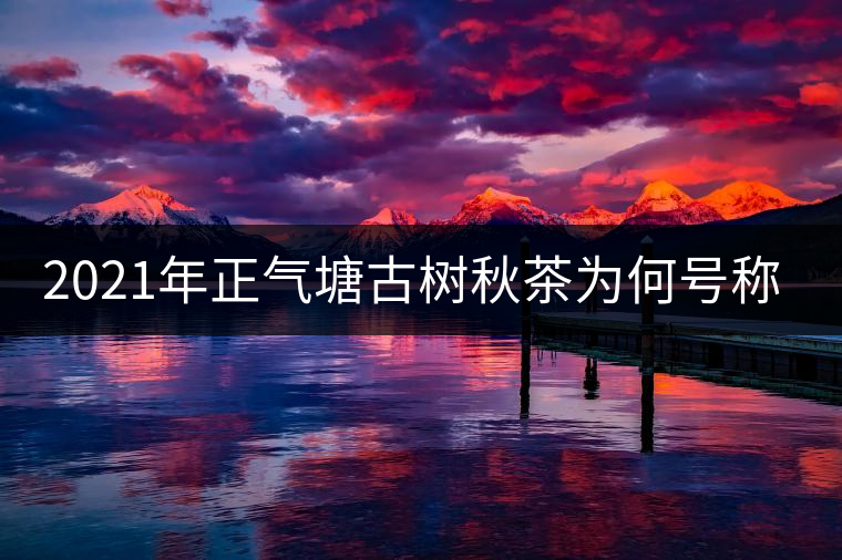 2021年正氣塘古樹秋茶為何號(hào)稱小冰島？