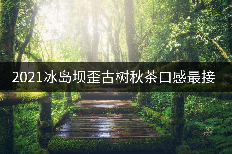 2021冰島壩歪古樹秋茶口感最接近冰島老寨！