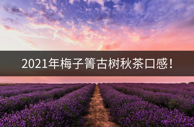 2021年梅子箐古樹秋茶口感！