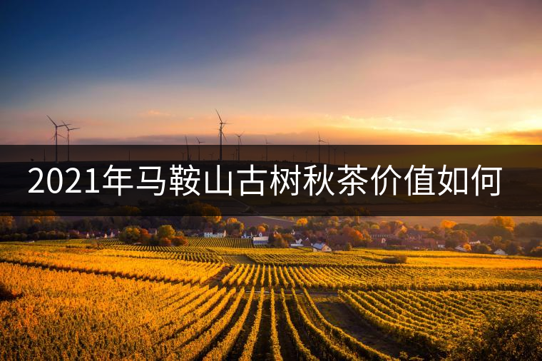 2021年馬鞍山古樹(shù)秋茶價(jià)值如何？