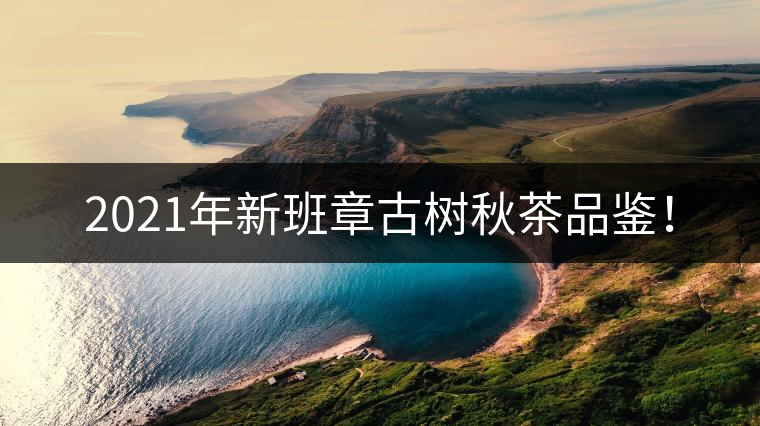 2021年新班章古樹秋茶品鑒！