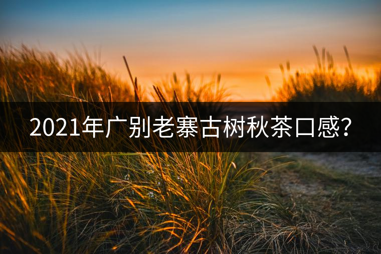 2021年廣別老寨古樹秋茶口感？