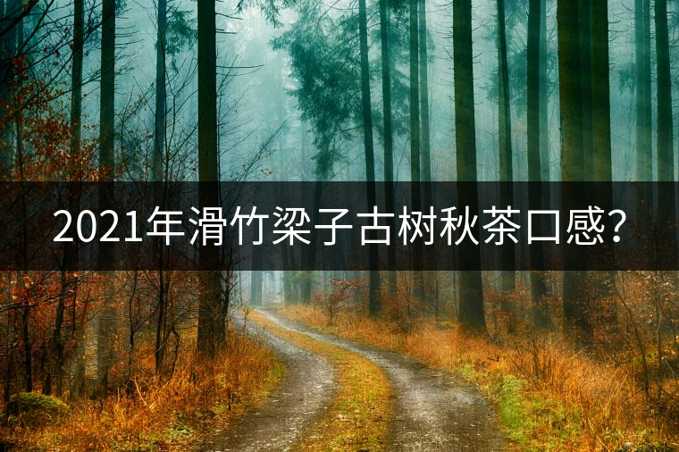 2021年滑竹梁子古樹秋茶口感？