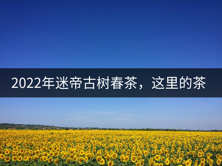 2022年迷帝古樹(shù)春茶，這里的茶 皇帝都著迷
