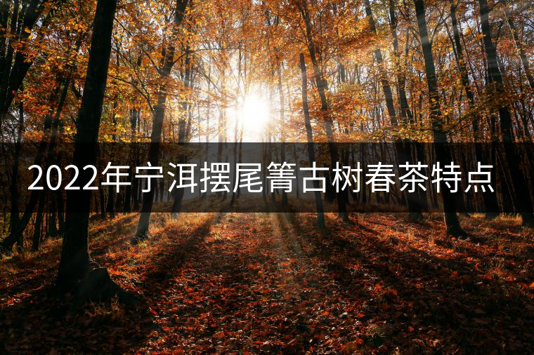 2022年寧洱擺尾箐古樹春茶特點(diǎn)？