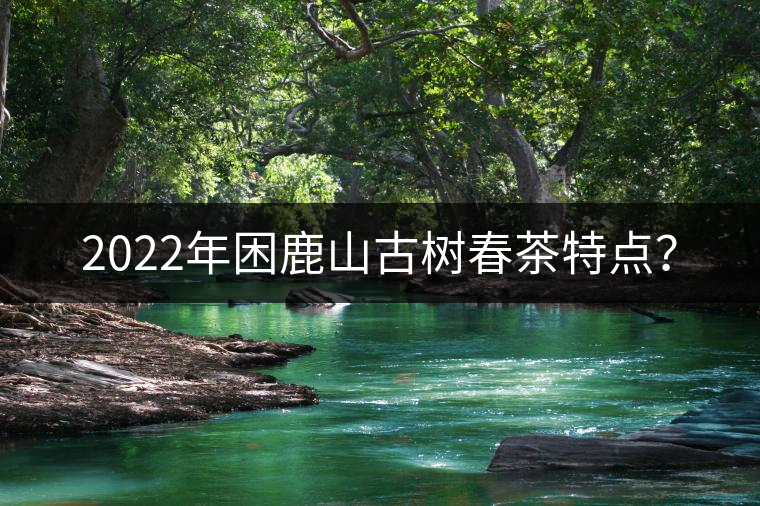2022年困鹿山古樹春茶特點？