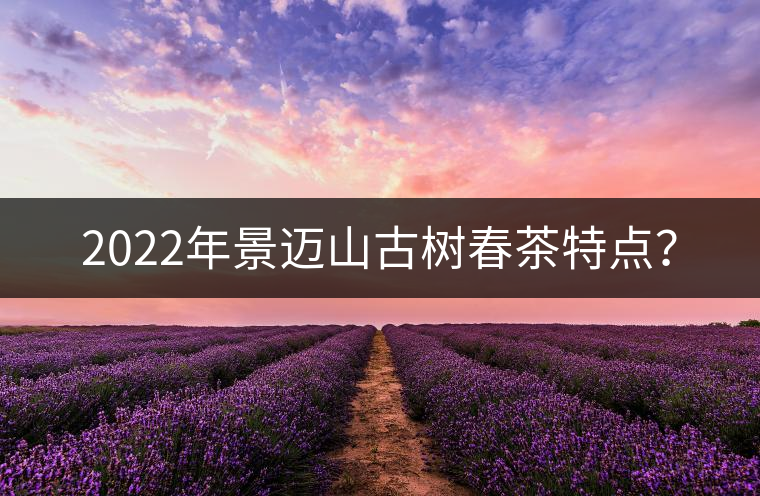 2022年景邁山古樹春茶特點？