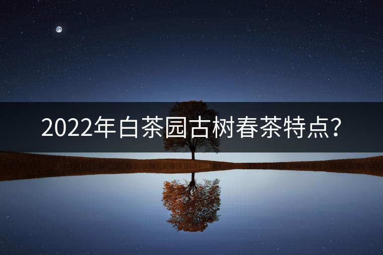 2022年白茶園古樹春茶特點？