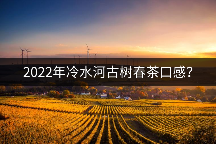 2022年冷水河古樹春茶口感？