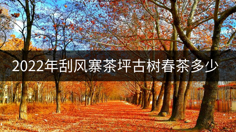 2022年刮風(fēng)寨茶坪古樹春茶多少錢一公斤？