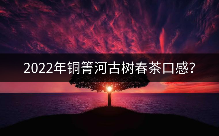 2022年銅箐河古樹春茶口感？