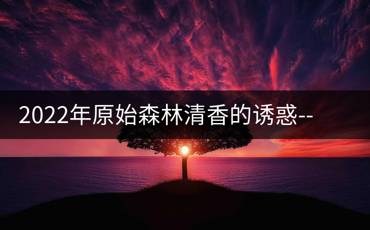 2022年原始森林清香的誘惑--大黑樹(shù)林古樹(shù)春茶