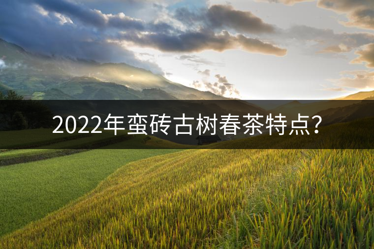 2022年蠻磚古樹春茶特點(diǎn)？