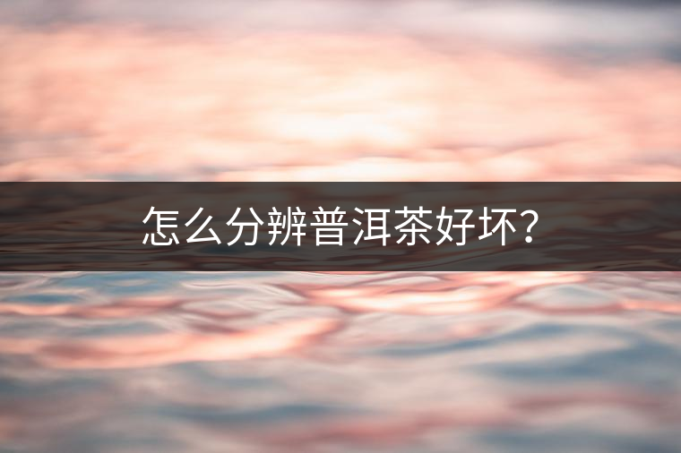 怎么分辨普洱茶好壞？