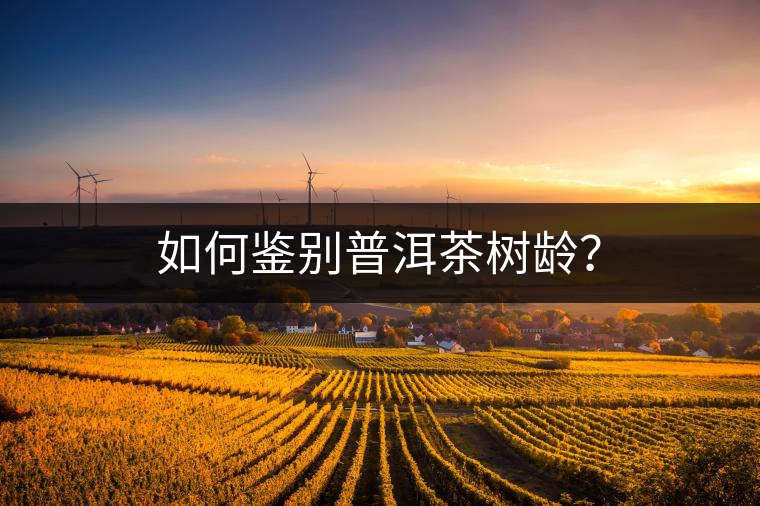 如何鑒別普洱茶樹齡？