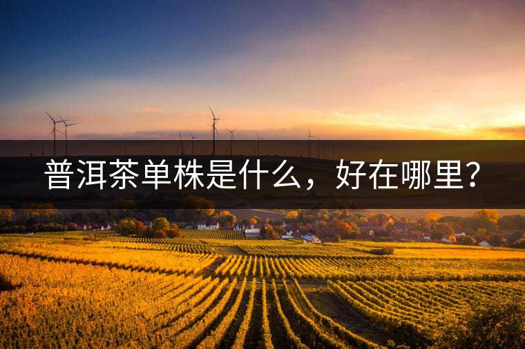 普洱茶單株是什么，好在哪里？