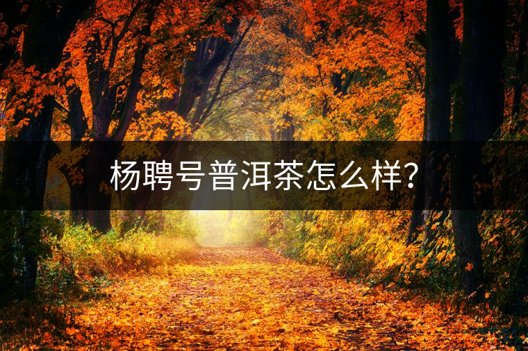 楊聘號普洱茶怎么樣？