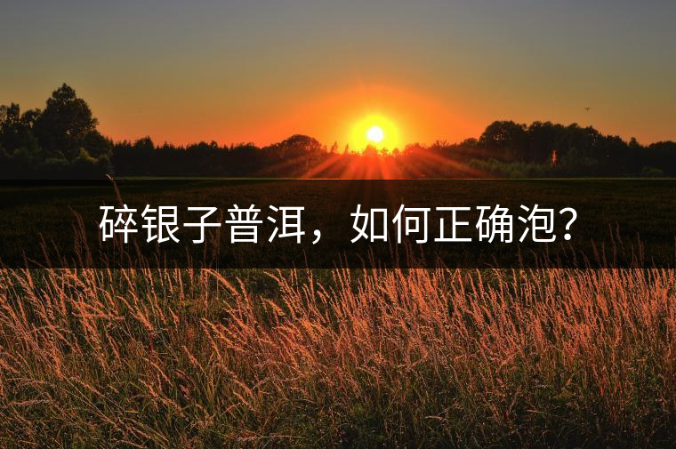 碎銀子普洱，如何正確泡？