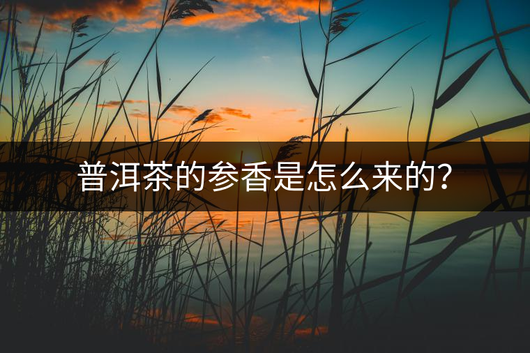 普洱茶的參香是怎么來的？