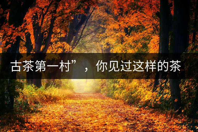 古茶第一村”，你見過(guò)這樣的茶樹嗎？