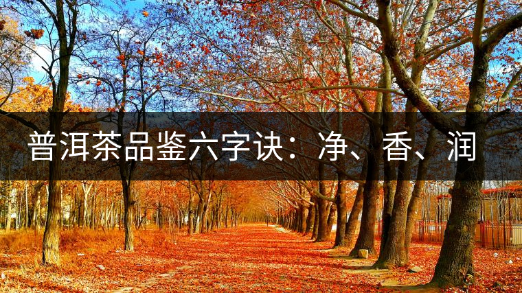 普洱茶品鑒六字訣：凈、香、潤、厚、甘、甜，帶你體驗(yàn)普洱的魅力