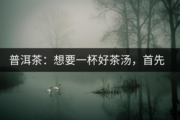 普洱茶：想要一杯好茶湯，首先要會醒茶