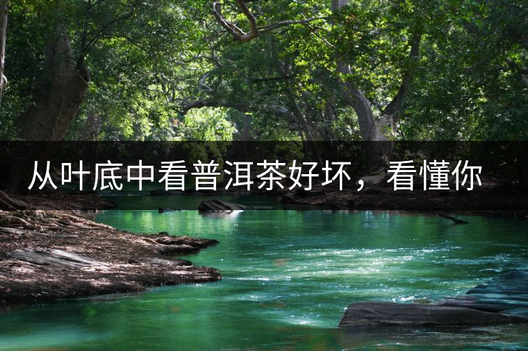 從葉底中看普洱茶好壞，看懂你就是真正的茶界高手！