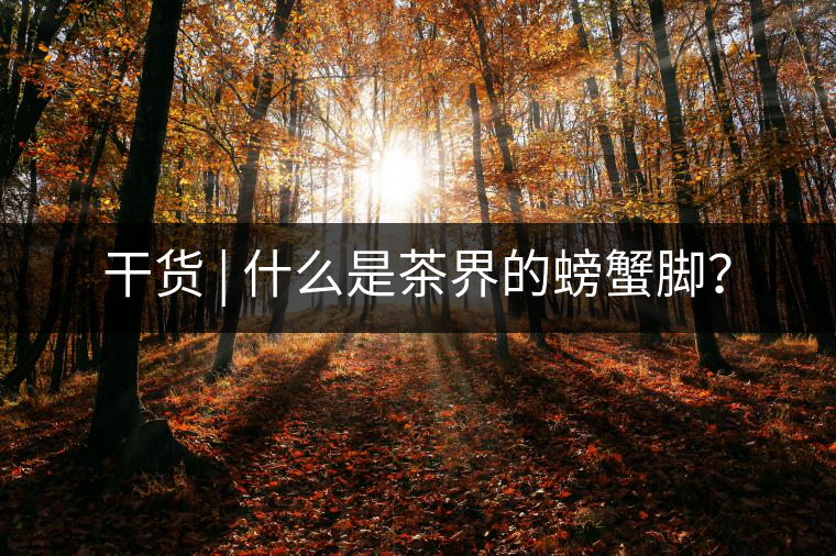 干貨 | 什么是茶界的螃蟹腳？