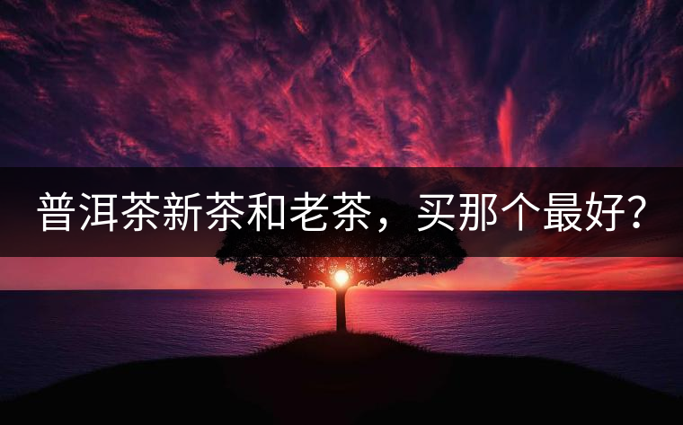 普洱茶新茶和老茶，買那個最好？