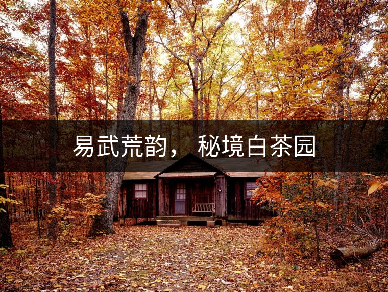 易武荒韻， 秘境白茶園