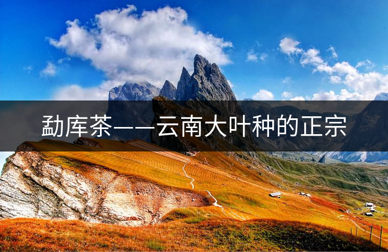 勐庫茶——云南大葉種的正宗