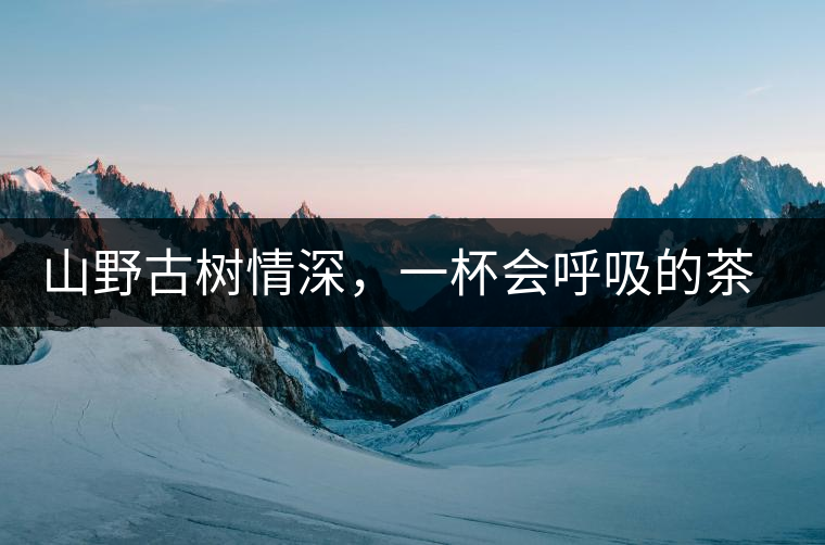 山野古樹情深，一杯會呼吸的茶滋味