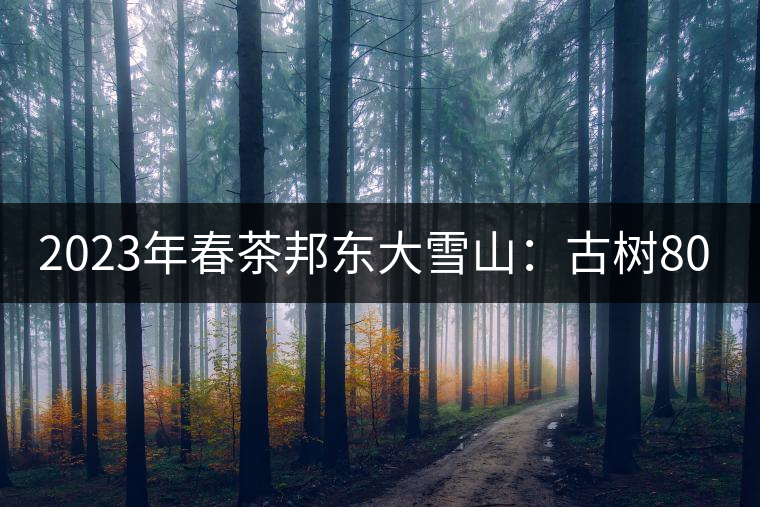 2023年春茶邦東大雪山:古樹(shù)800—900元/公斤 2023年春茶邦東大雪山:古樹(shù)800—900元/公斤